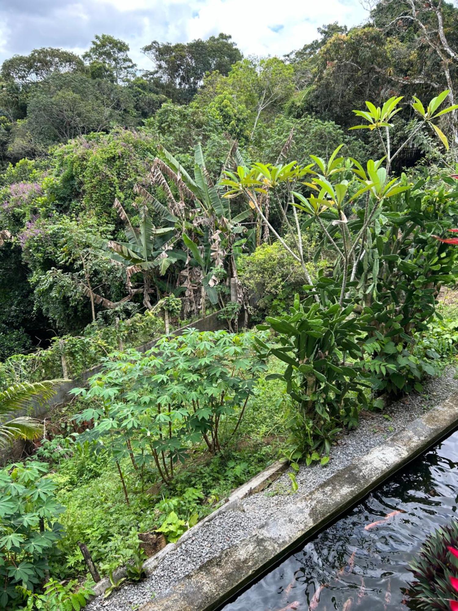Em Uma Reserva Ambiental Com Piscina * Camaragibe